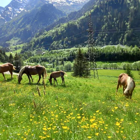 Schiederhof * ميترسل