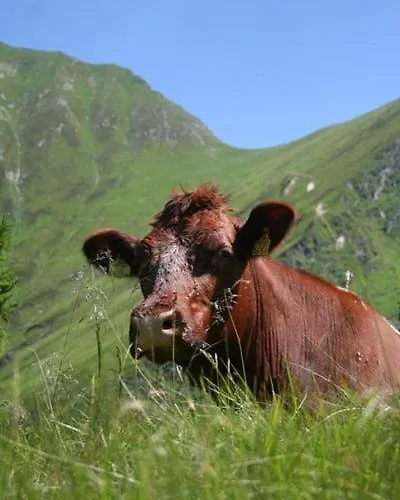 Schiederhof Çiftlik konaklama Mittersill