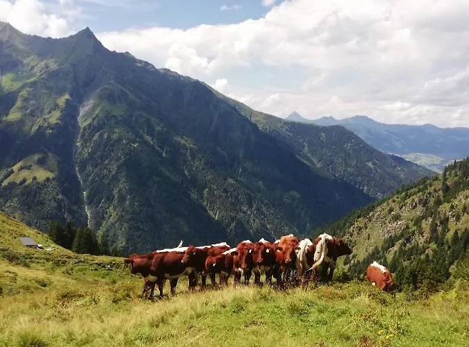 Schiederhof Çiftlik konaklama Mittersill